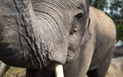 My Bipolar Diagnosis Is My Elephant