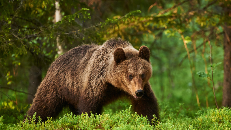 It’s More Than a Fight or Flight Response